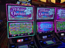 pk 55 Live Casino